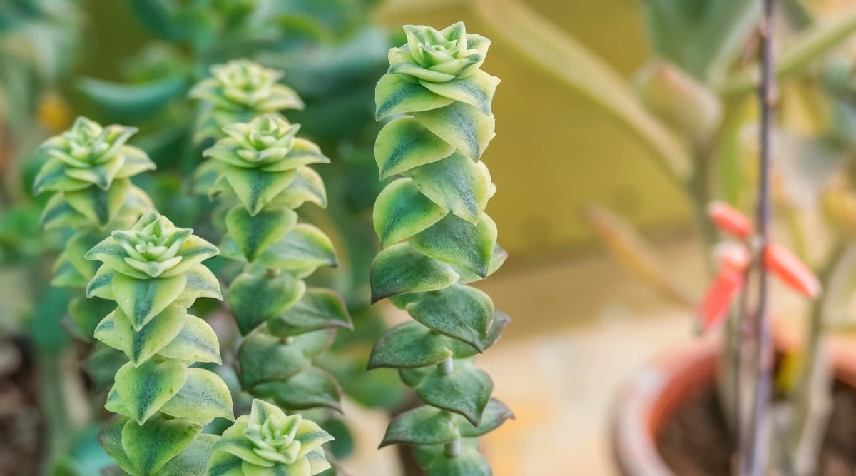Close-up of a succulent plant against a blurred garden background. The plant has erect stems covered with variegated, fleshy, heart-shaped leaves that grow in opposite pairs. The leaves are dark green in color, with creamy white margins and dark purple margins.