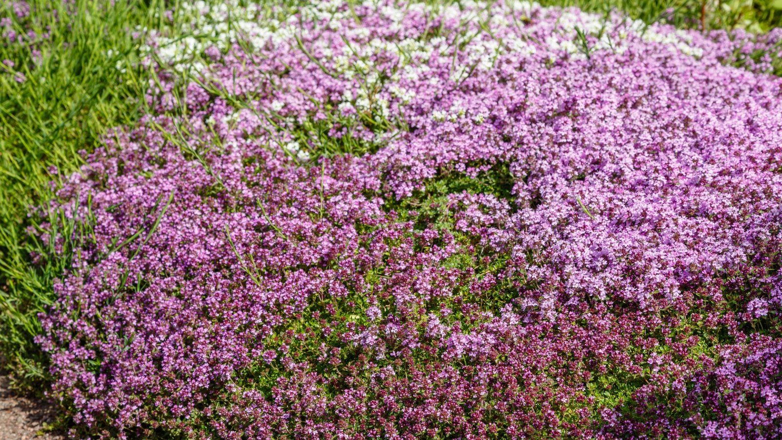 How to Grow a Creeping Thyme Lawn