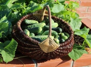 Cucumbers in Raised Garden Bed