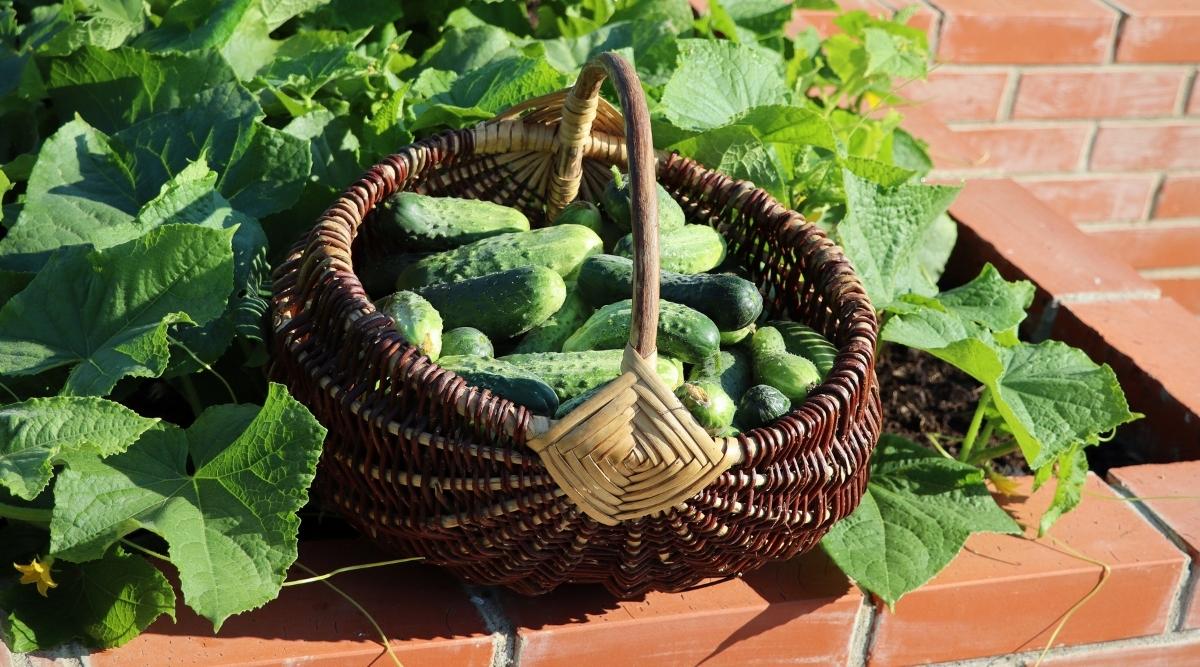 17 Tips For Growing Cucumbers in Raised Garden Beds