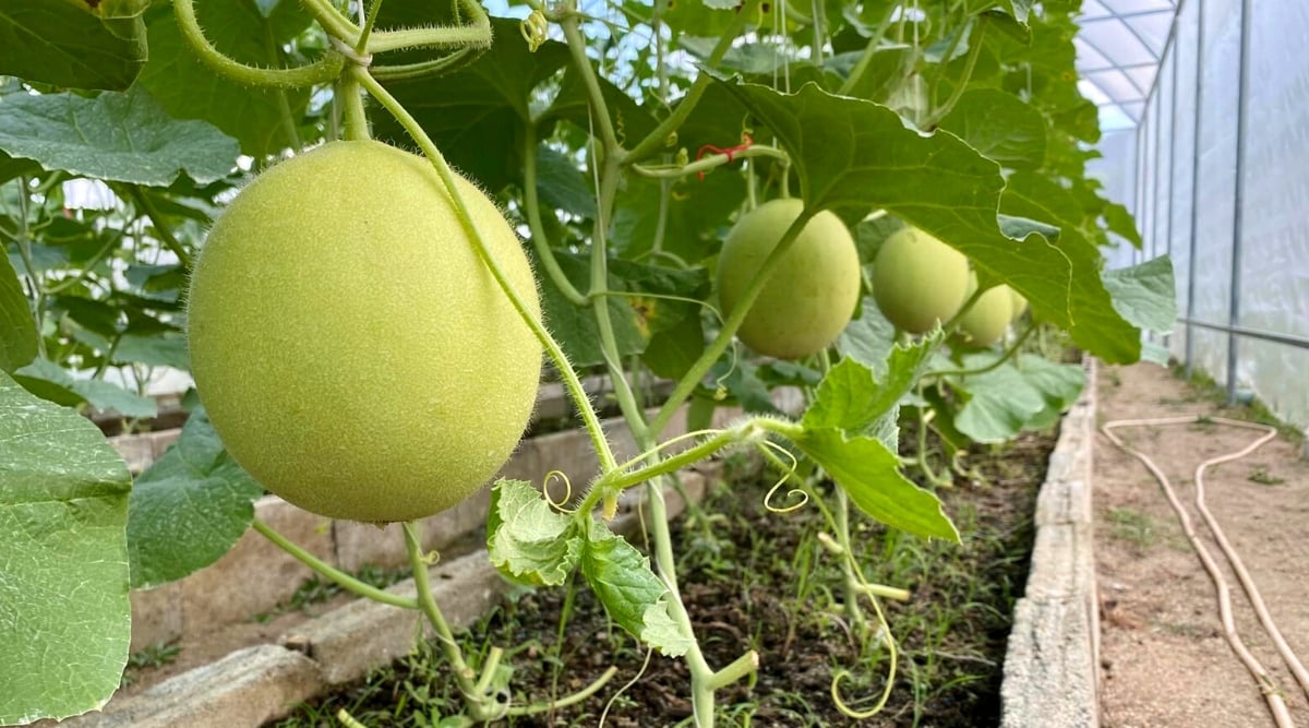 Close-up view of Cucumis melo &lsquo;Sweet Delight&rsquo; plants growing in a greenhouse and suspended for vertical growth. along trellis. The Cucumis melo &lsquo;Sweet Delight&rsquo; plant is characterized by its lush green leaves that have a somewhat rough texture. The fruits it produces are melons that are round in shape. These melons have a pale green to cream-colored skin that is covered in a fine netting.