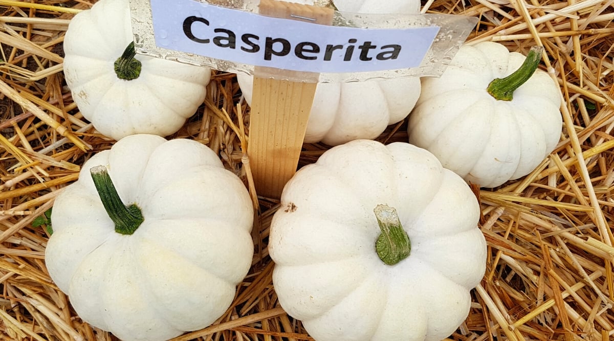 Close-up of Cucurbita pepo &lsquo;Casperita&rsquo; pumpkins on straw with &ldquo;Casperita&rdquo; sign. Pumpkins are small, white, round in shape, slightly flattened and have pronounced ribbing.