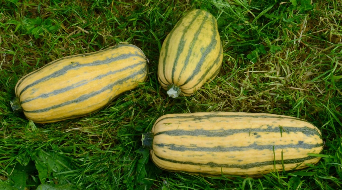 Close-up of three fruits of the Winter Delicata Squash &lsquo;Honey Boat&rsquo; plant on the grass. The Winter Delicata Squash &lsquo;Honey Boat&rsquo; plant is a vining variety known for its sprawling growth. The fruits are elongated, featuring creamy yellow skin with green stripes.