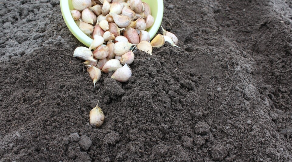 15 Garlic-Growing Mistakes to Avoid This Year