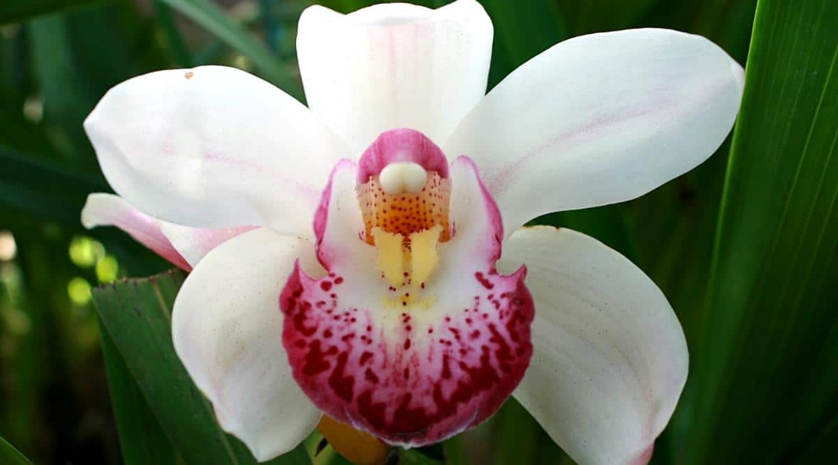 15 Pink Orchid Varieties For Indoor &amp; Outdoor Gardens
