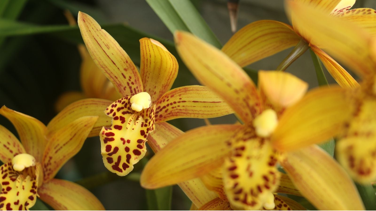 A closeup of a Cymbidium iridioides blooms appearing to have broad and patterned petals attached to a smooth green stem