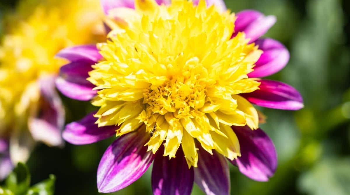 Dahlia Varieties: 64 Different Types of Dahlia Cultivars