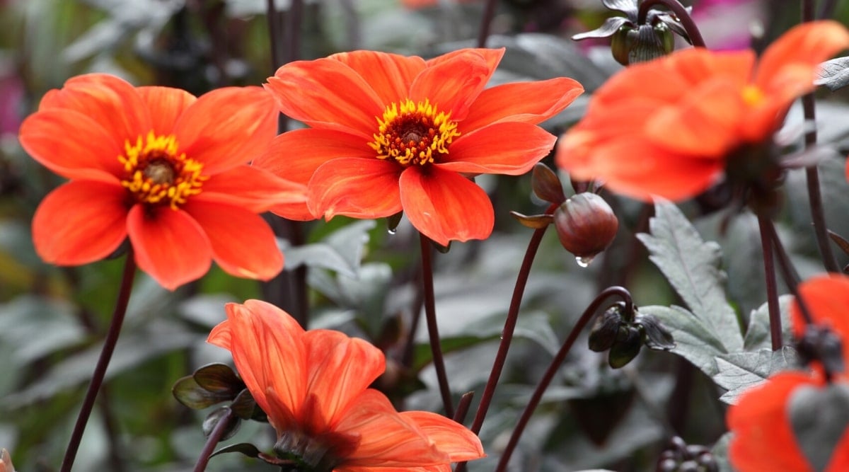 Tall purple stems with purple-green leaves that contrast with its jumbo-sized coral-pink flowers perched on top.