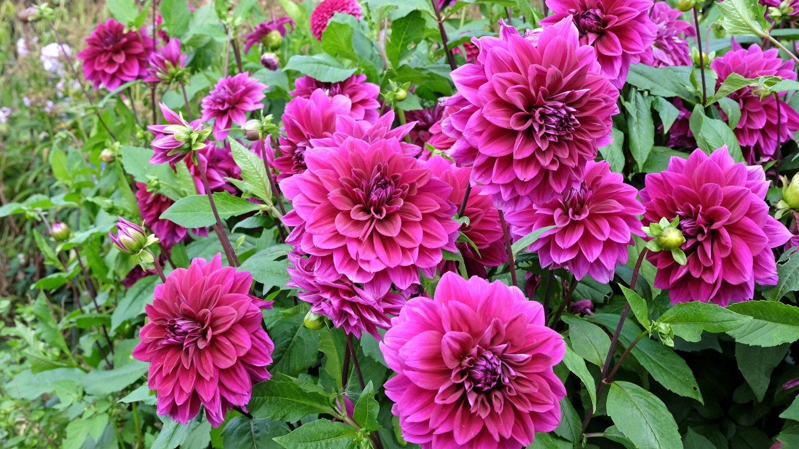 Pink Flowers in Garden