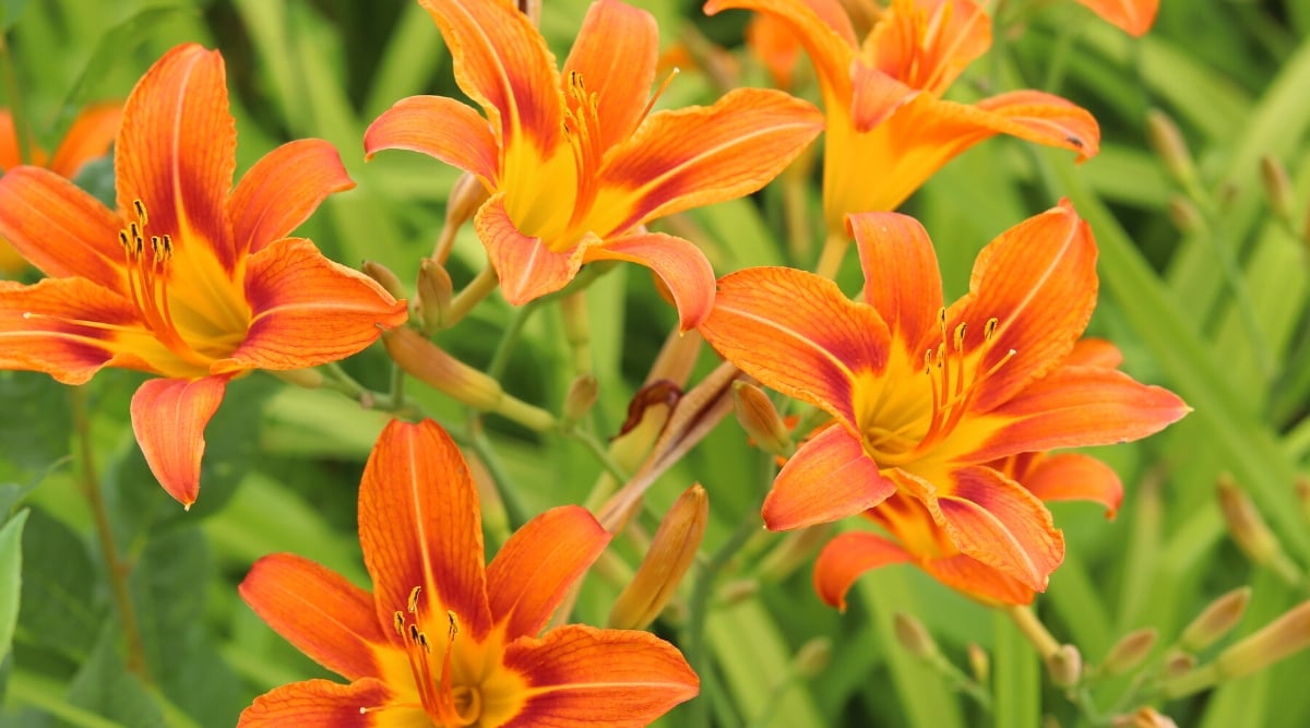 Close-up of blooming Daylily plants in the garden. Daylily plants have long, arching leaves that are grass-like in appearance. The leaves are green and have a linear shape. Daylily flowers are large and trumpet-shaped, with multiple petals arranged in a radial pattern. The flowers include the colors orange and yellow.