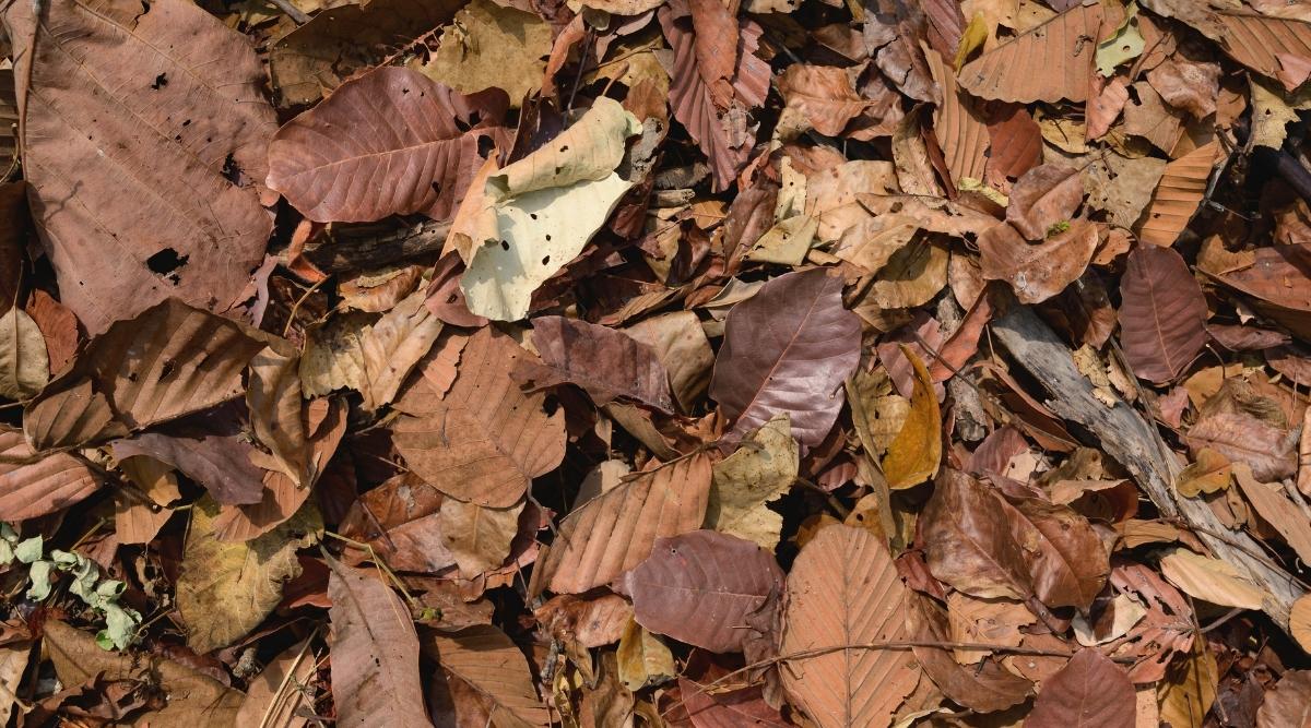A pile of brown leaves in the garden on the ground waiting for pollinators to hibernate and resurface next gardening season.
