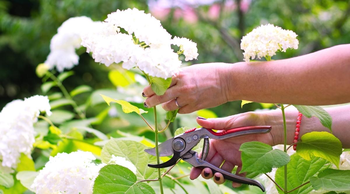 11 Tips For Deadheading Hydrangeas Correctly