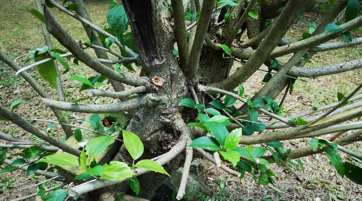 Close-up of the base of a deciduous shrub that has been hard pruned. Several of the branches are bare, but there are a few new leaves growing at the base that are bright green and slightly serrated.