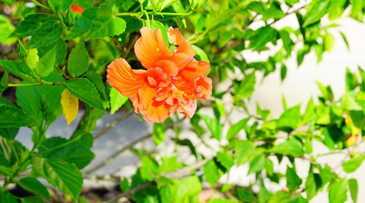 A close-up of a deciduous Hibiscus reveals a large, bright orange flower with ruffled petals and a yellow center. The branches are thin, wavy, and brown. The leaves are heart-shaped, pointed, and green in color.
