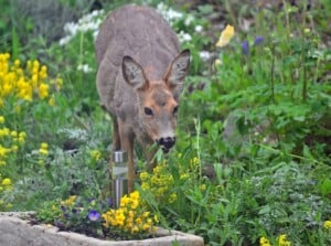 Deer eating flowers out of garden. There are many yellow and green flowers and some herbs growing together.