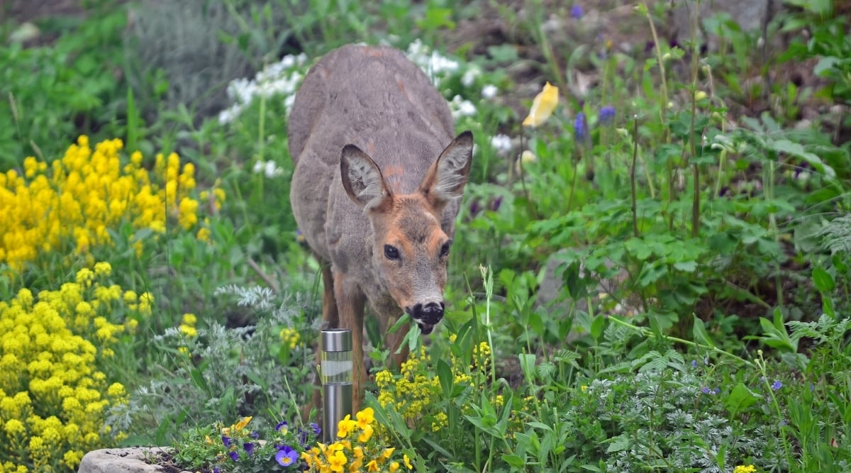 Deer going to eat common garden flowers growing on the ground. There are many different colored flowers are covered on the ground.