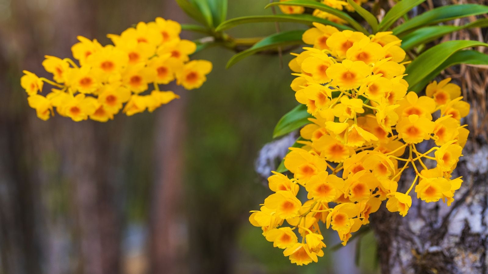 A shot of lovely and healthy Dendrobium chrysotoxum plants with clusters of bright yellow blooms under warm sunlight
