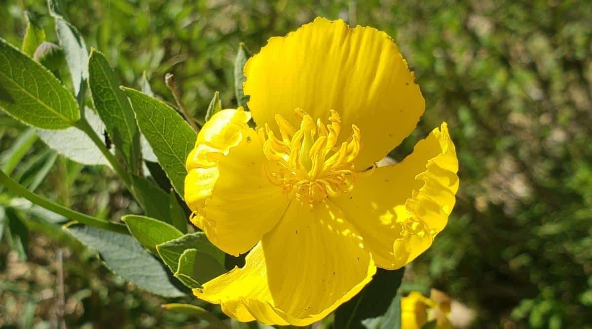 A closeup on Dendromecon rigida flower appearing bright yellow with prominent stamen