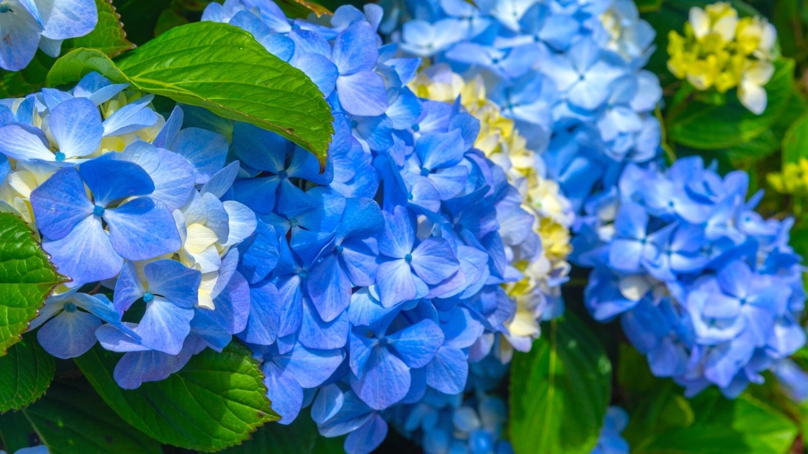 Myth or Fact Can Vinegar Make Hydrangeas Turn Blue?