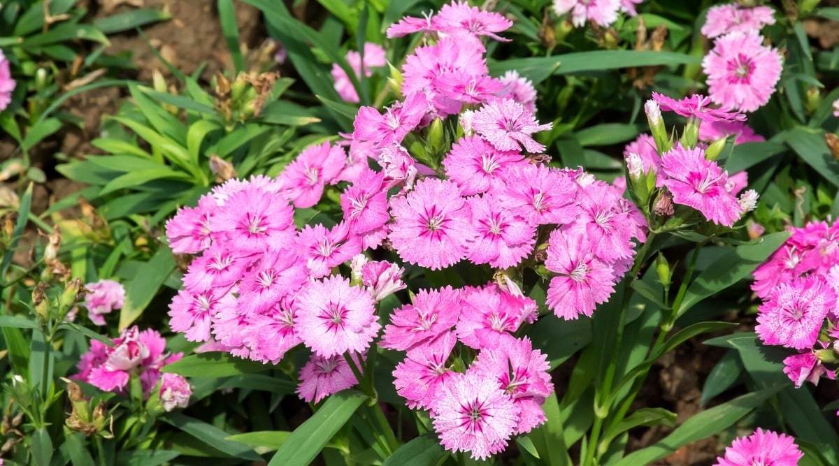 Close-up of a flowering Dianthus plant in a sunny garden. The plant has long, thin, dark green leaves and bright pink flowers with serrated petals at the edges. The flowers are funnel-shaped, fully open, resembling flat disks with a darker pink throat.