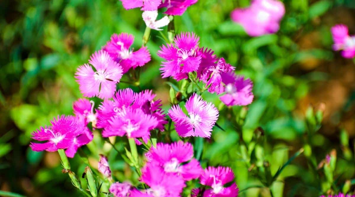 Dianthus gratianopolitanus ‘Firewitch’