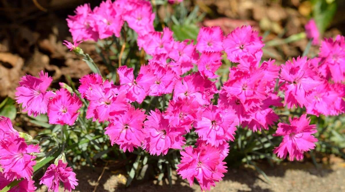 A close-up of a low shrub of blooming bright pink Dianthus flowers against grey-green foliage. The flowers are small, simple, with fringed petals at the tips. Stamens protrude from the center.