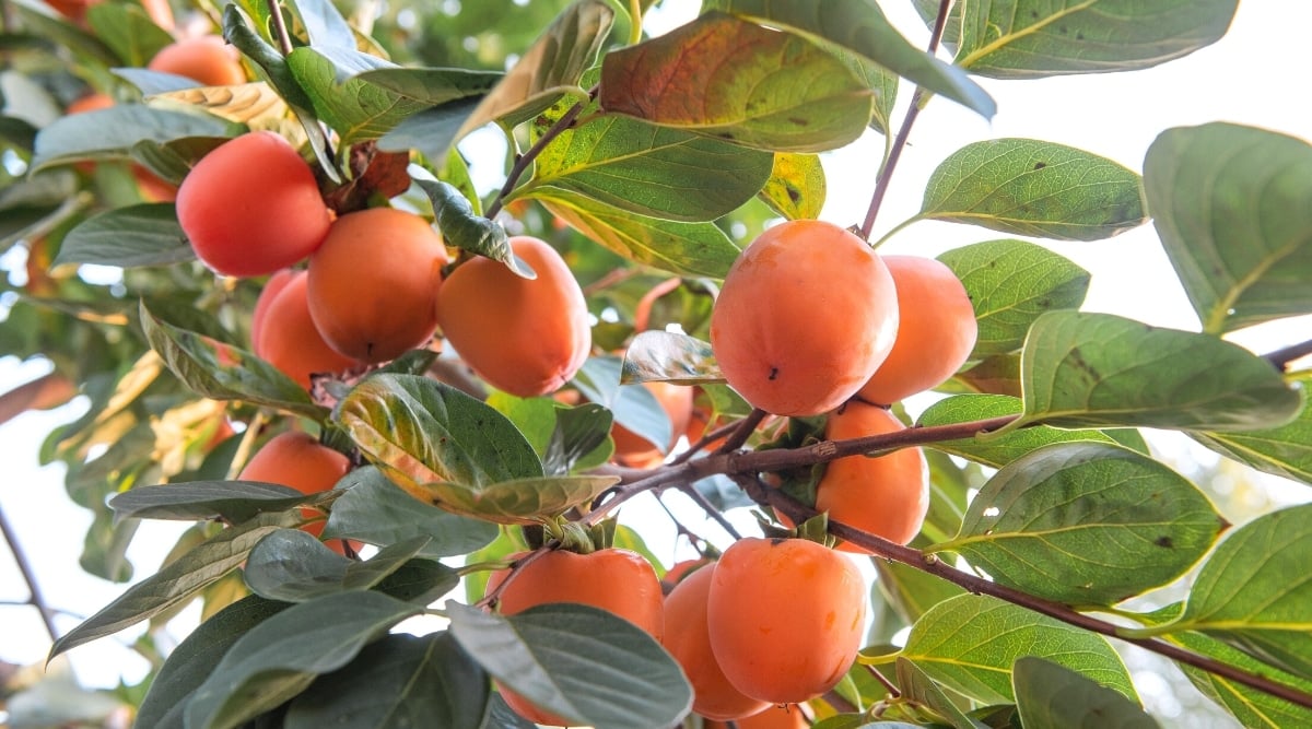 View from below, close-up of a ripe fruit branch of the Diospyros kaki ‘Fuyu’ tree against the blue sky in the garden. Many ripe rich orange rounded, dense fruits hang from branches surrounded by oval dark green leaves.