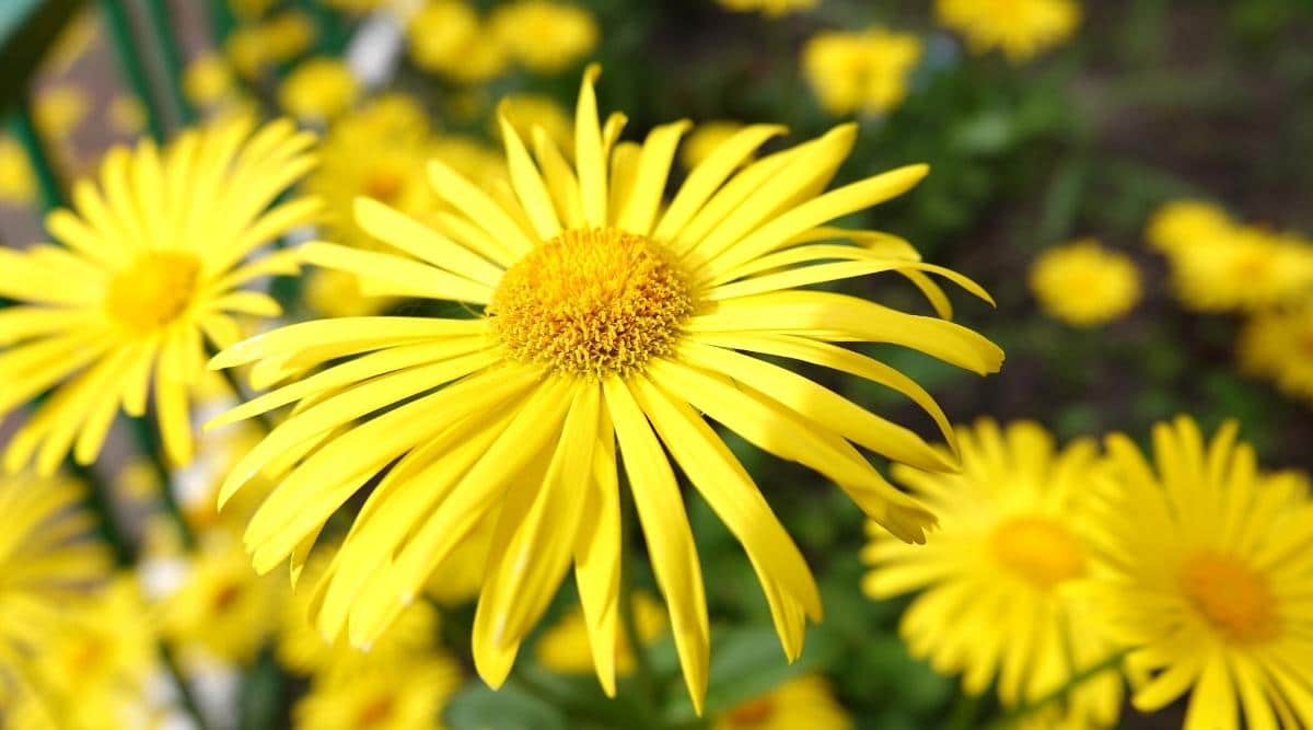 Doronicum orientale