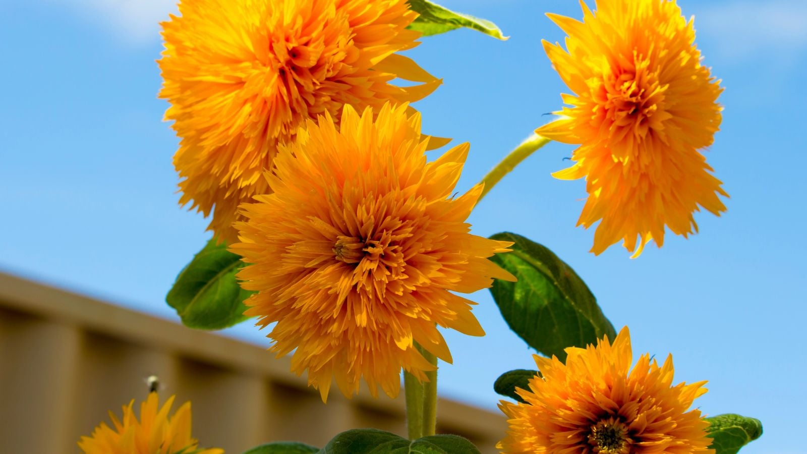 A close-up and base-angle shot of double blooms of the Double Quick variety, showcasing its brush-like, densely packed golden orange petals