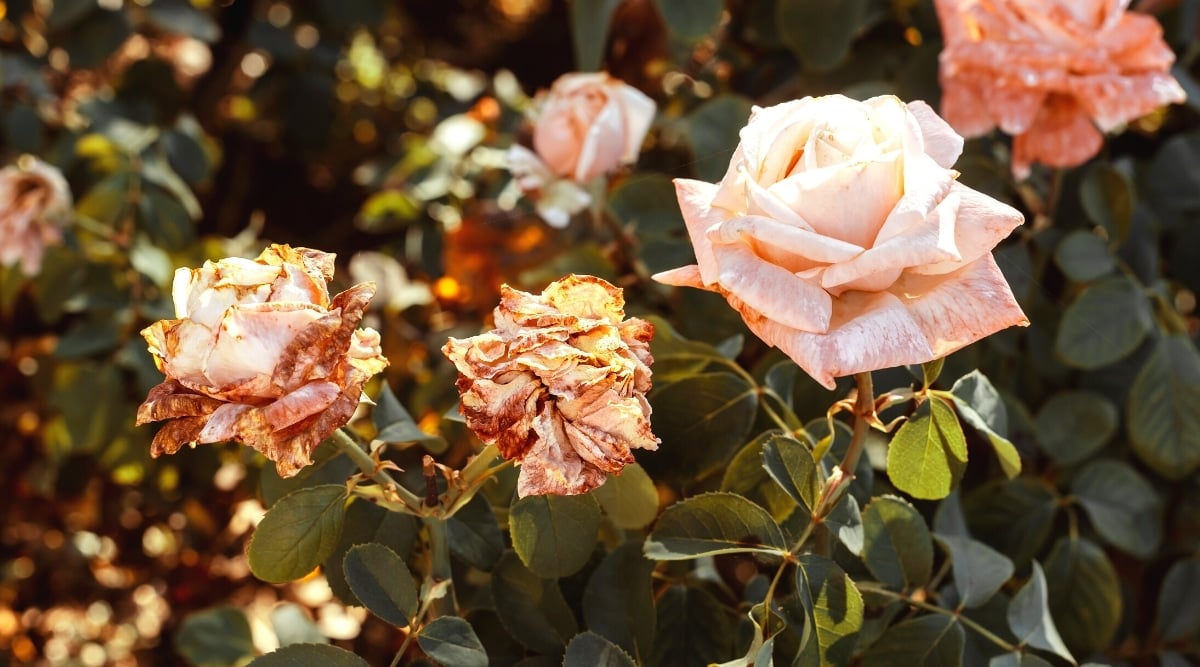 9 Reasons Roses Drop Their Flowers