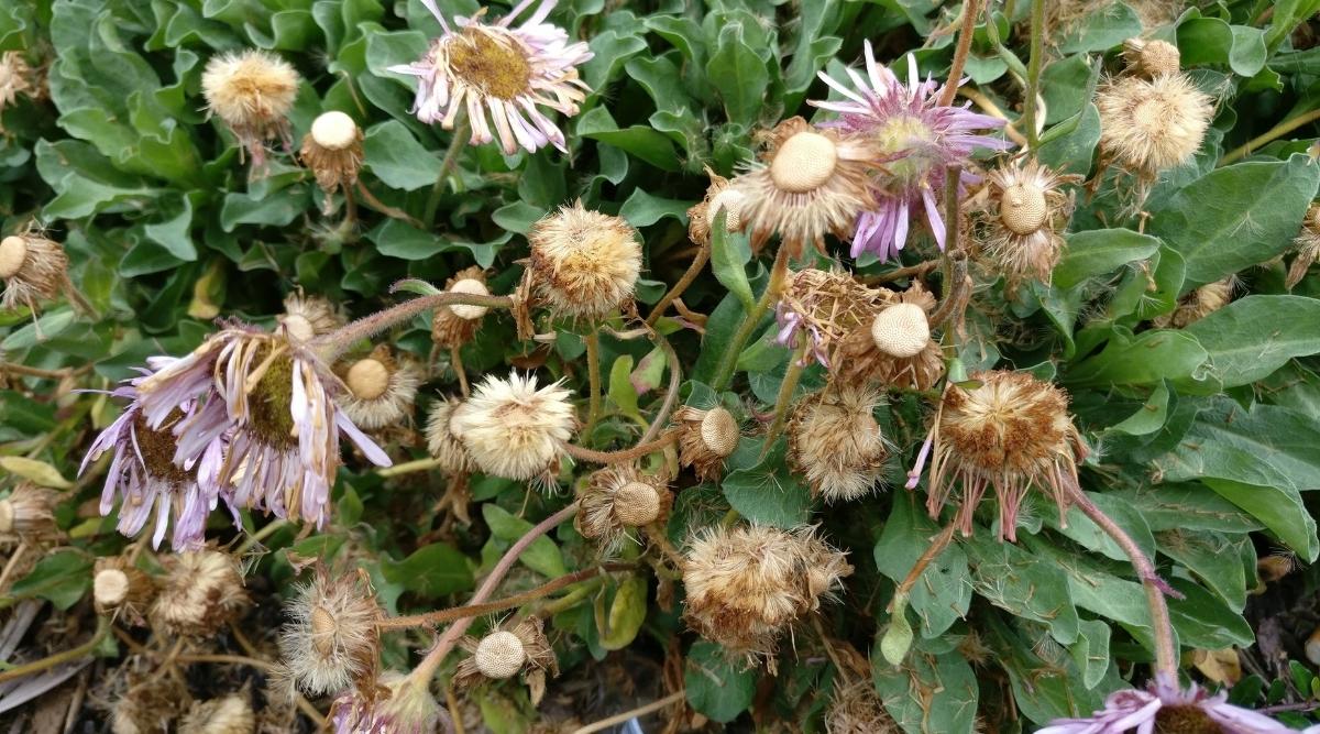 Dry Asters