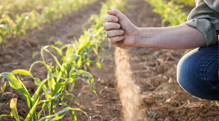 How to Build a Regenerative Garden