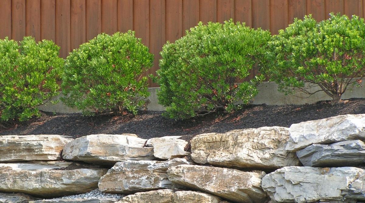 Which Plants Grow Under Cedar Trees? What Should You Plant?