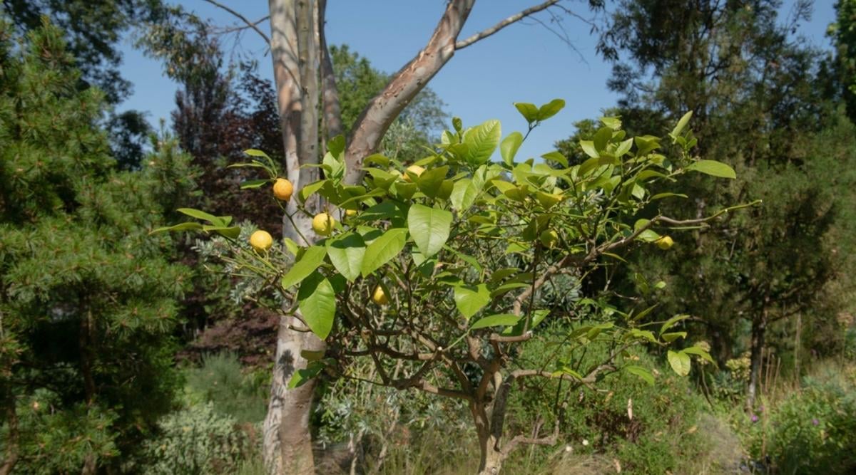 Dwarf Meyer Lemon Tree on a Sunny Day