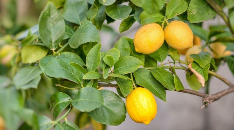 How to Plant, Grow, and Care For Dwarf Meyer Lemon Trees