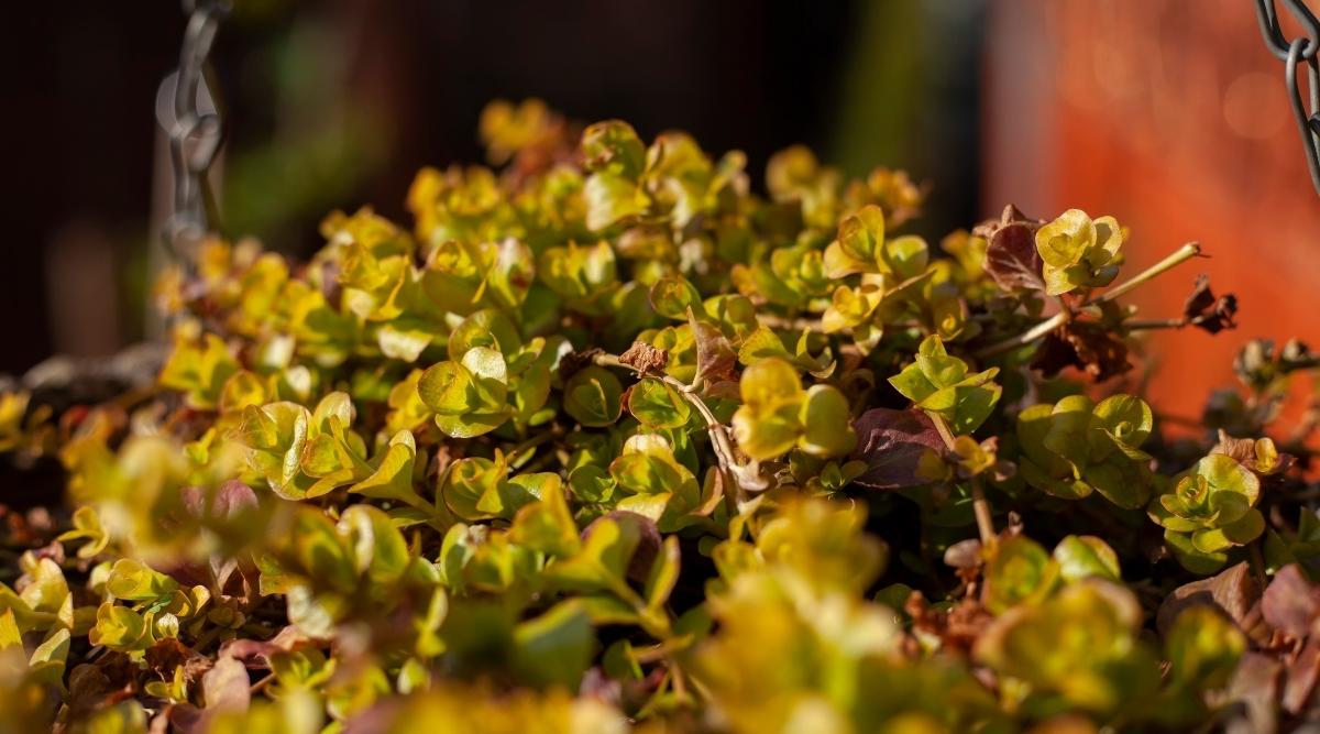 9 Reasons Your Creeping Jenny is Dying (and How to Fix it!)