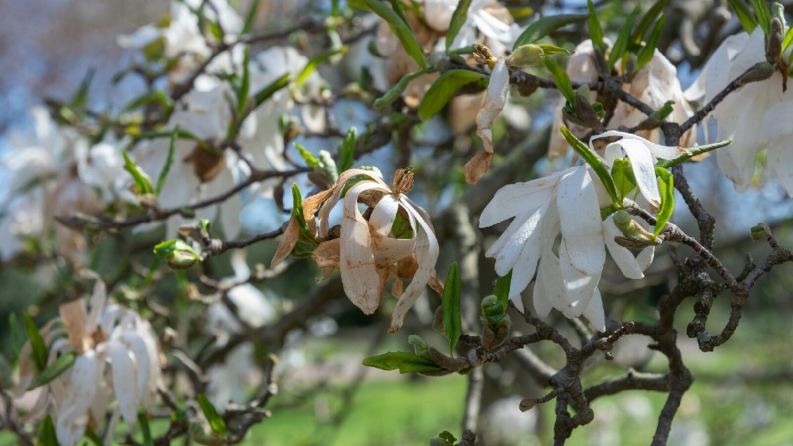 Dying magnolia tree with brown flowers and leaves