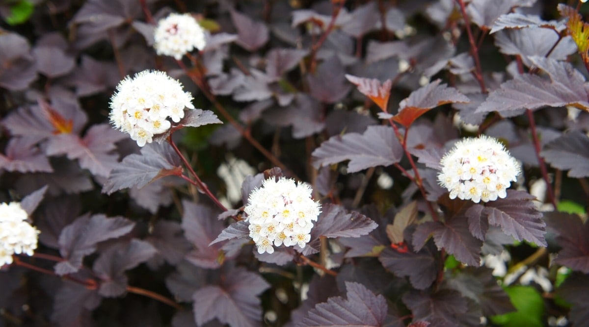 Tall purple stems with dark purple leaves that has large semi-spherical clusters of tiny white flowers clusters on them.
