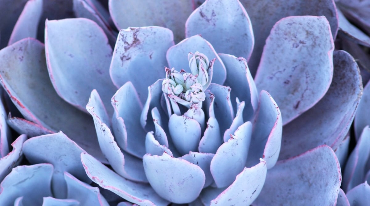 Close up of a compact leafy rosette with thick light green leaves and light purple hues.