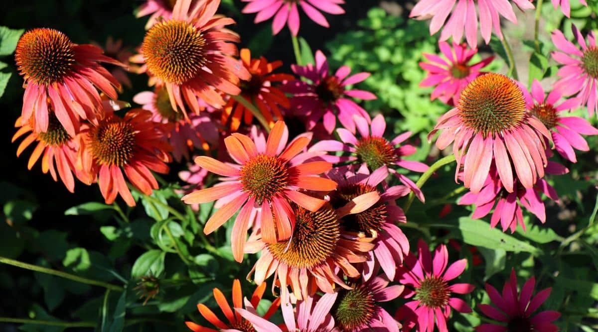 Echinacea ‘Cheyenne Spirit’