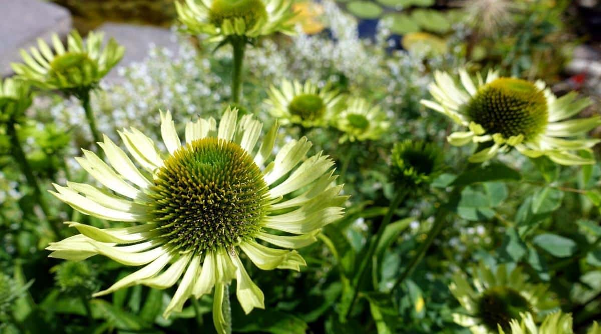 Echinacea purpurea ‘Green Jewel’