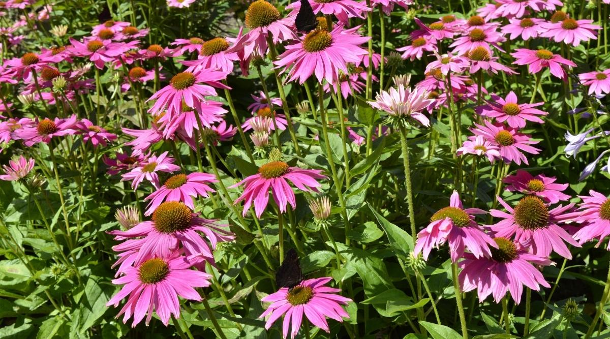 Echinacea purpurea ‘Pow Wow Wild Berry'