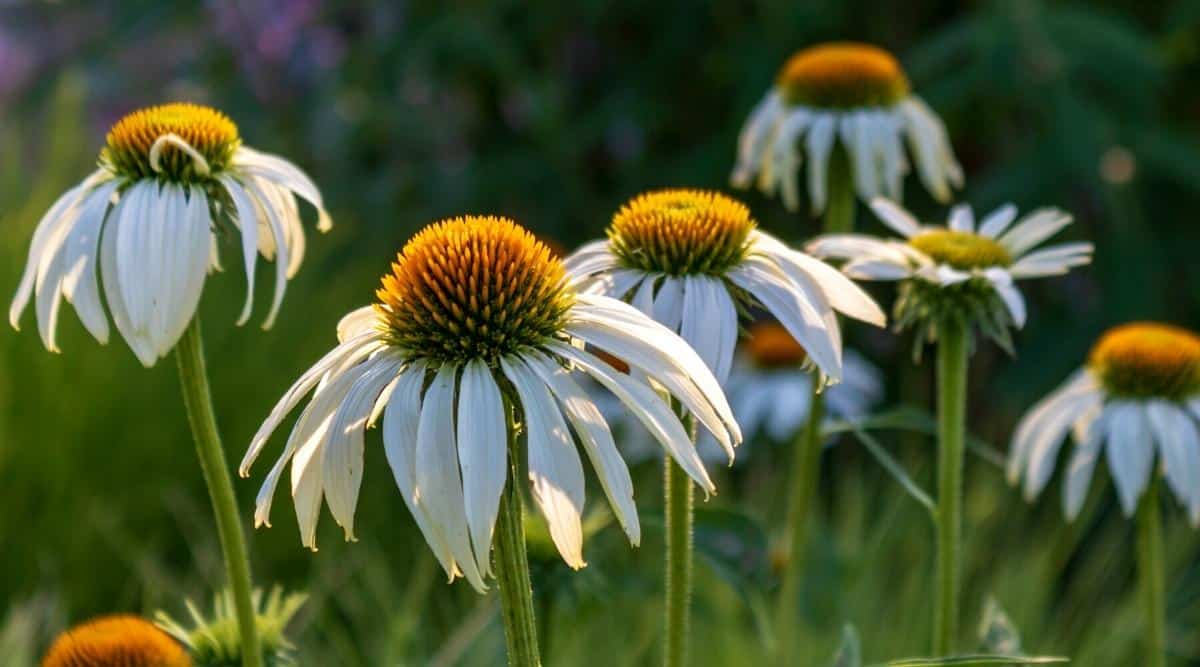 Echinacea purpurea ‘White Swan’