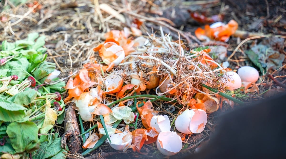 Egg shells on a compost heap close-up. Food and organic waste lie in a compost bin for decomposition.