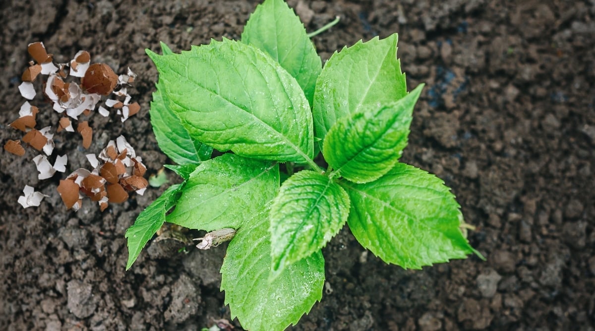 Top view, close-up of a young hydrangea plant in the garden with scattered crushed eggshells on the soil. The plant has large oval green leaves with serrated edges.