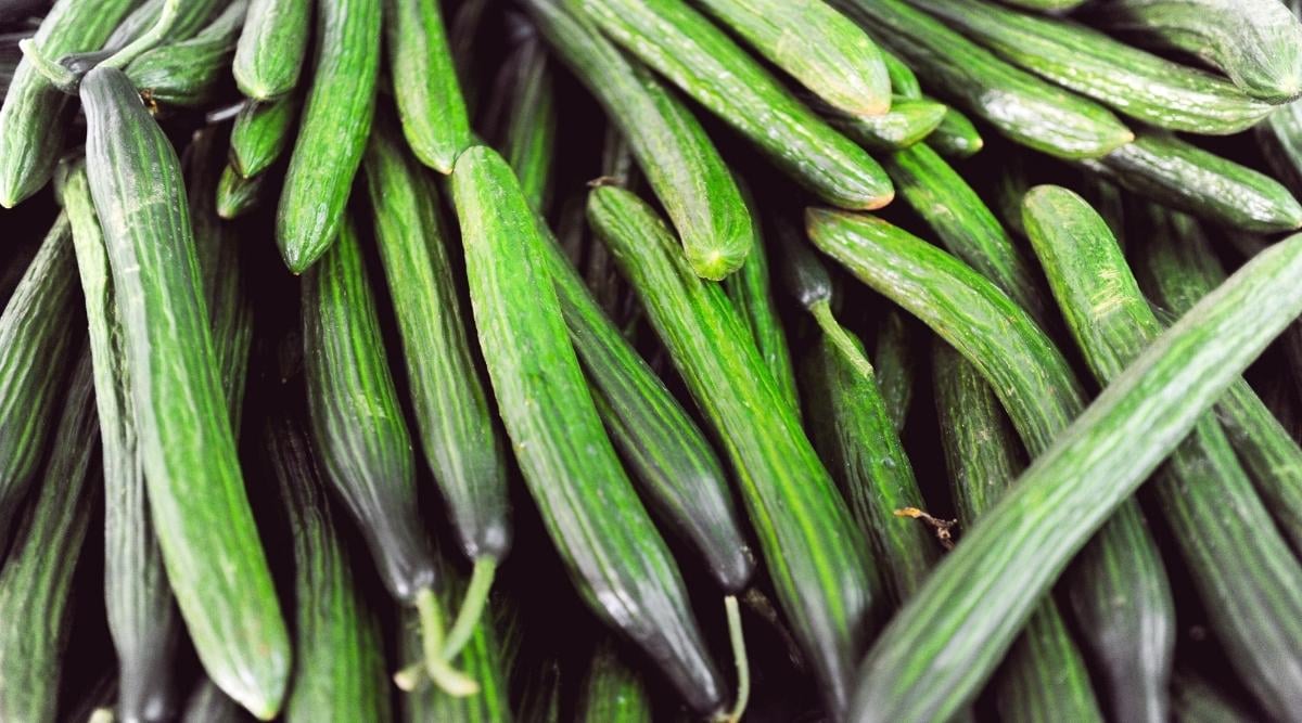 A pile of freshly harvested crops appearing long and green laid on a surface under bright light