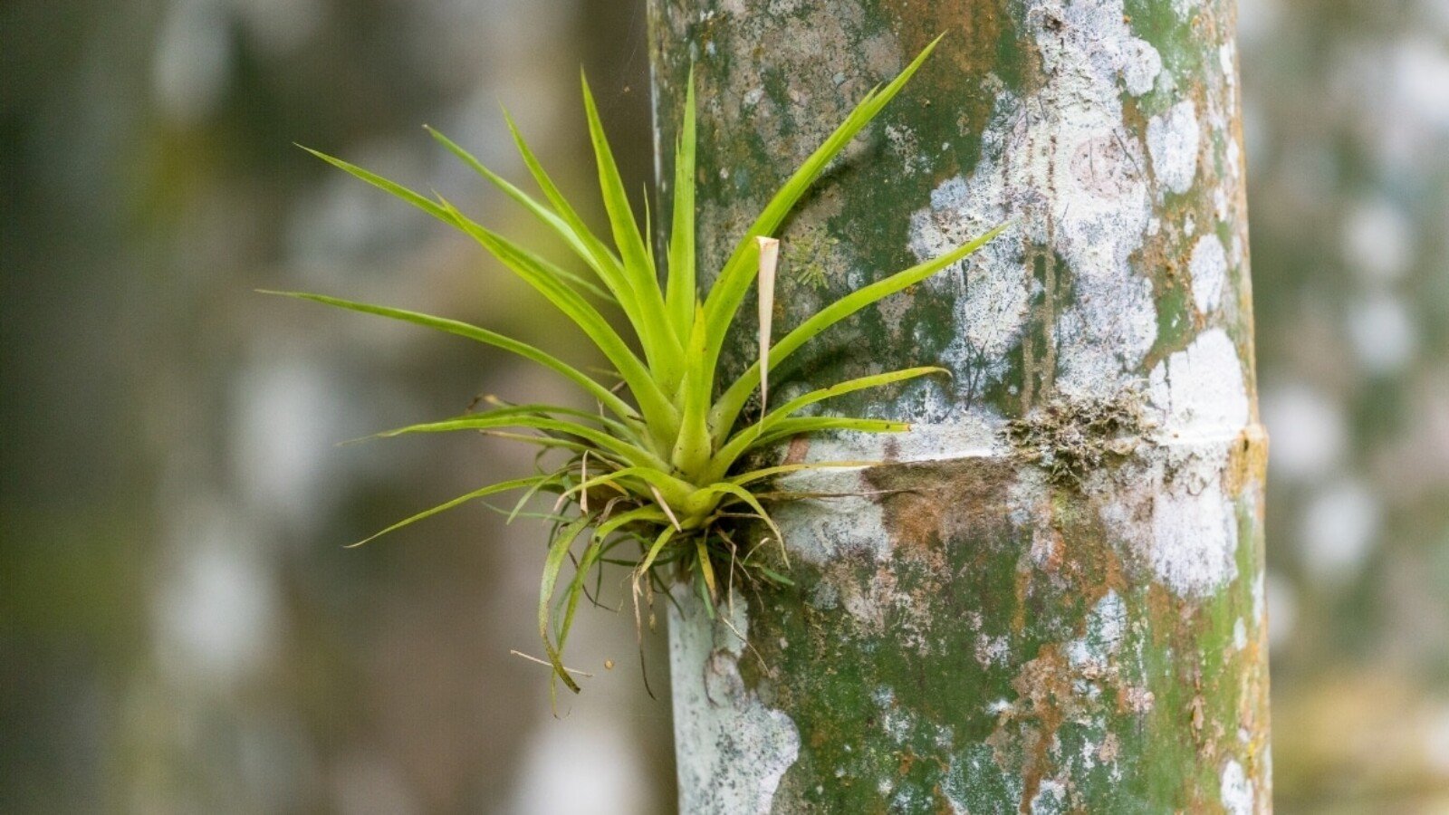 Epiphyte Plant on Tree