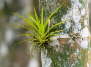 Epiphyte Plant on Tree