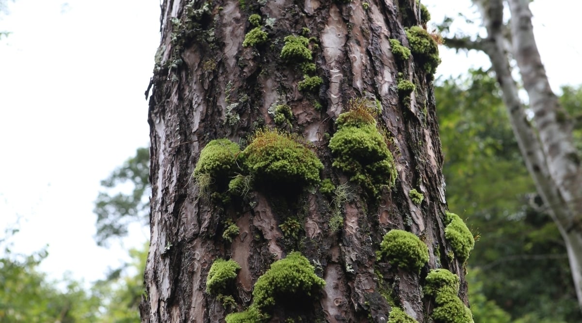 Epiphytic Liverwort on a Tree Trunk