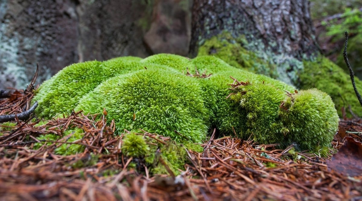 Epiphytic Moss on a Tree Trunk